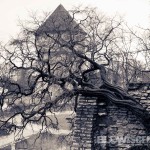 Tallinn, Estonia-tree-band-080